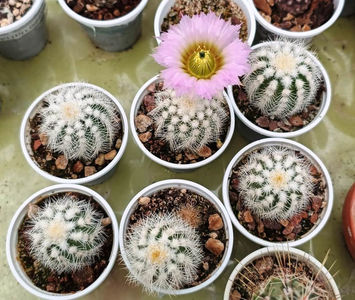 Echinocereus reichembachii albispinus