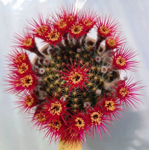 Lobivia crisanthiflora