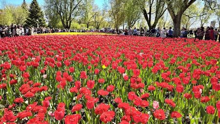 Ottawa Tulips Fest