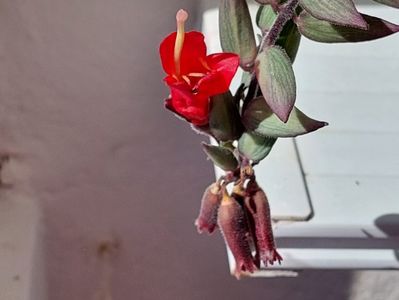 Aeschinanthus  Bolero variegat(21-05-2025)