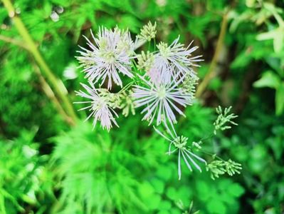 Thalictrum
