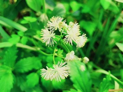 Thalictrum