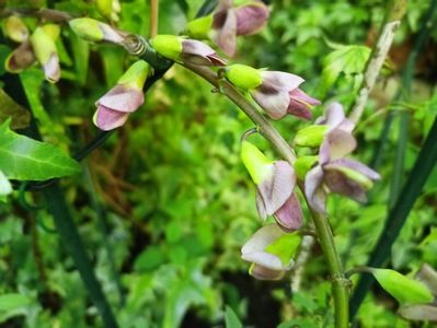 Baptisia "Plum Rosy"