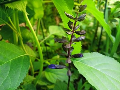 Salvia
