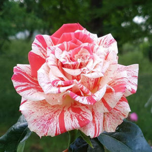 Philatelie (tufa) 60; Parfum moderat. 
Inflorire repetata tot sezonul. 
Inaltime 80-140 cm
