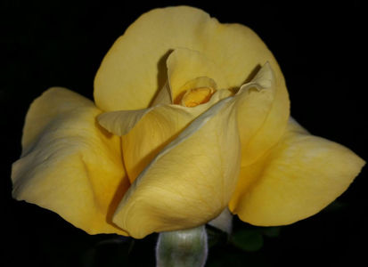 Radiant Perfume (tufa) 50