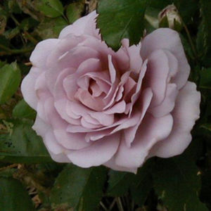 Silver Cloud (tufa) 50
