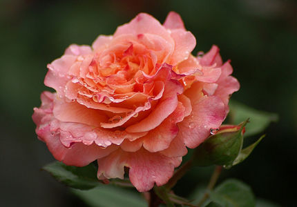 Augusta Luise (tufa) 60