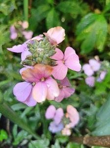 Erysimum linifolium