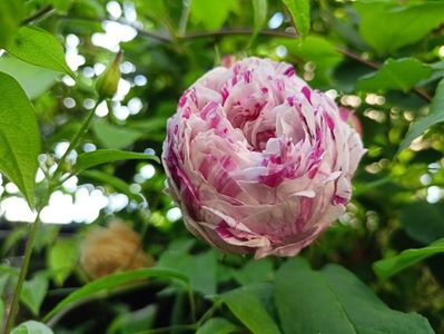 Variegata fi Bologna