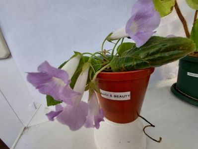Luci s Beauty (22-05-2025)