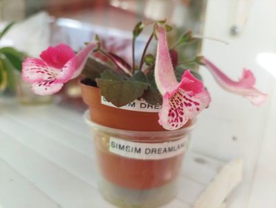 Simsim Dreamland (22-05-2025)