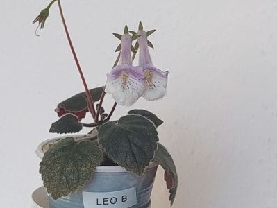 Leo B 1(22-05-2025)