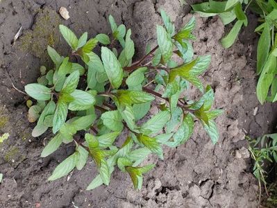 Mentă marocană (Mentha spicata Moroccan)
