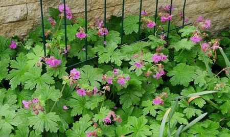 Geranium
