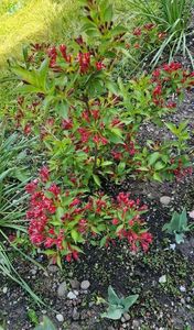 Weigela-spre final de inflorire