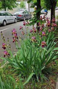 O parte din irisii din fata casei, pe strada.