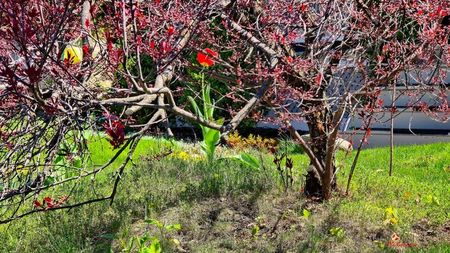 Spring time in Ottawa 4