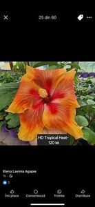 TROPICAL HEAT