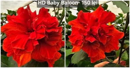 baby baloon