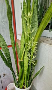 Cateva plante din balcon la mama la bloc. Sansevieria