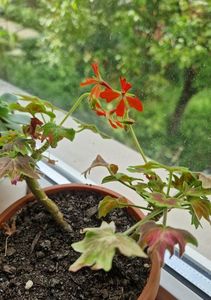 Muscata Vancouver Centennial, amarata dar a inflorit