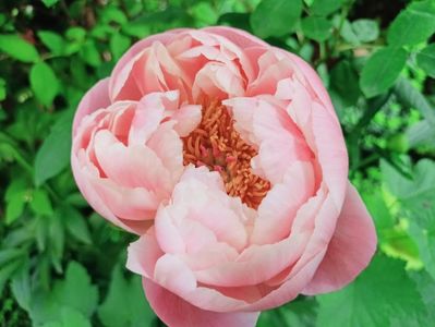 Coral Charm