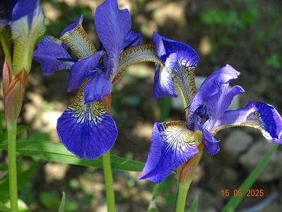 Caesar's Brother (sibirica)
