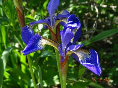 Caesar's Brother (sibirica)
