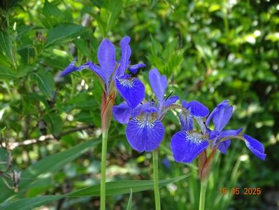 Caesar's Brother (sibirica)