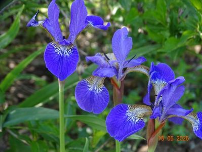 Caesar's Brother (sibirica)