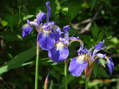 Caesar's Brother (sibirica)
