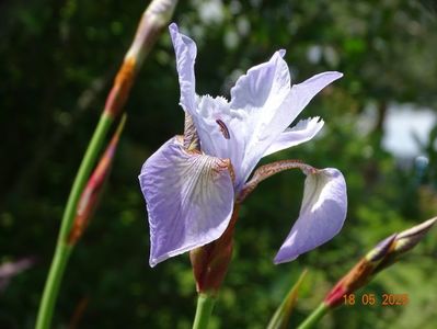 Mrs. Rowe (sibirica)