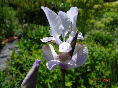 Mrs. Rowe (sibirica)