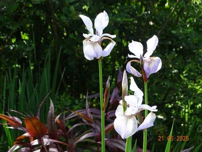 Mrs. Rowe (sibirica)