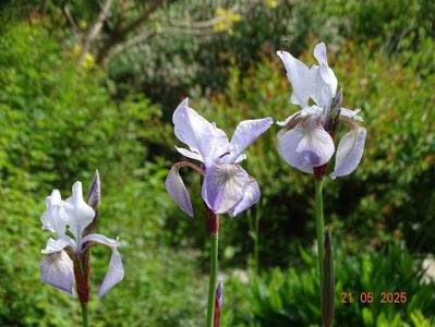 Mrs. Rowe (sibirica)