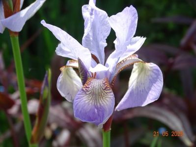 Mrs. Rowe (sibirica)