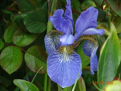 Fran's Gold (sibirica)