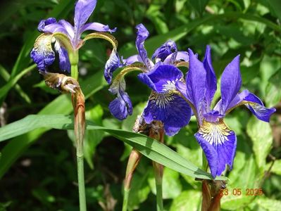 Caesar's Brother (sibirica)