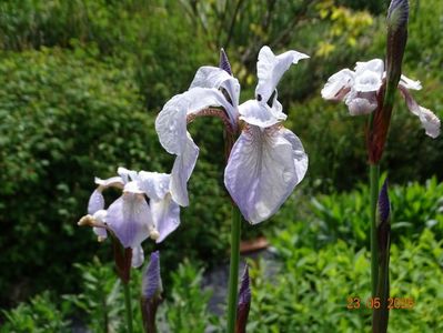 Mrs. Rowe (sibirica)