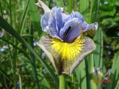 Uncorked (sibirica)