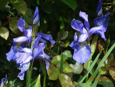 Fran's Gold (sibirica)