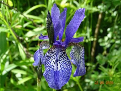 iris missouriensis