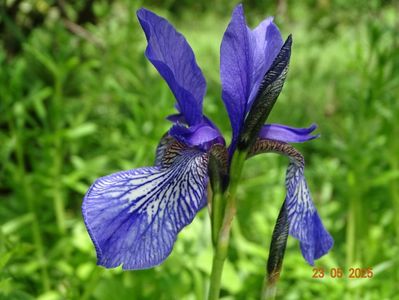 iris missouriensis