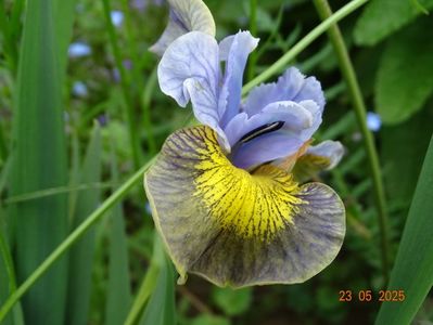 Uncorked (sibirica)