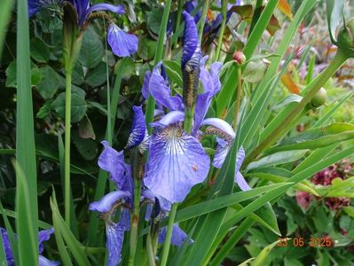 Fran's Gold (sibirica)