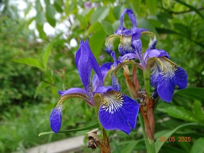 Caesar's Brother (sibirica)