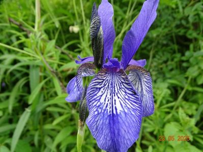 iris missouriensis