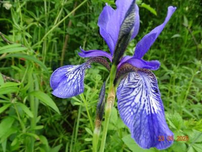 iris missouriensis