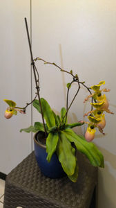 Paphiopedilum Pinocchio